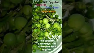 Gully Bean, Plate Brush, Devils Fig, Pea Eggplant, Bhankatiya, Pea Aubergine, Wild Eggplant susumber