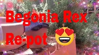 Repotting Begonia Rex Plant into Bigger Pot - How to