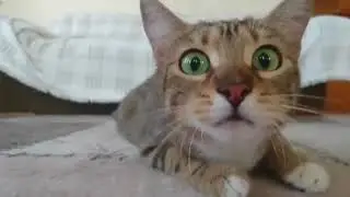 Top 100 Highlights of FUNNY Animals & Cute animals & Naughty animal on Vine