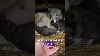 A Wild Wolf Asked for My Help on a Stormy Night. I Followed It and Discovered Its Secret...
