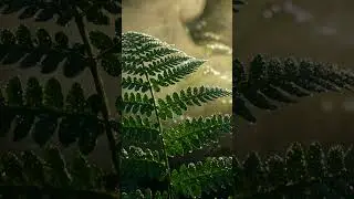 Stress Relief 🌿 Relaxing Piano Music & Gentle Water Sounds 💧 Calming Music for Sleep,Meditation,Yoga