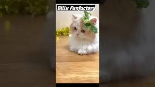 Billi wala cartoon video #viral #billi #funny #comedy #shortvideo #shortviral #mewmew #billicartoon