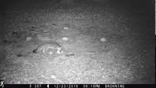Gray Fox Eating