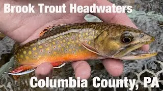 Brook Trout Headwaters, Columbia County, PA - Wooly Bugged
