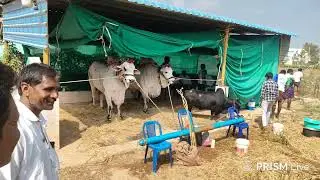 యర్రగొండపాలెం గ్రామం||న్యూ  విభాగం 1వ జత పుచ్చకాయల శేషాద్రి చౌదరి గారు 13-1-2026💥💥