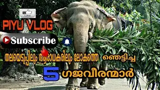 TOP 5 ELEPHANTS IN KERALA | 2018-2019|KERALA ELEPHANT FANS |Famous elephants