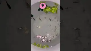 メダ活始めました#killifish#medaka#breeding