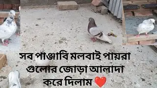 জোড়া আলাদা করে দিলাম ❤️ 16/1/2026॥