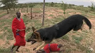 I Survived a Giant Dog Attack at My Cabin @iammarwa 
