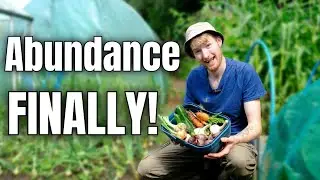 Abundant Harvests In August At The Allotment! | Gardening For Beginners