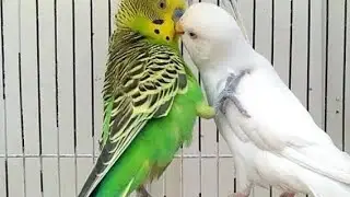 Australian beautiful bird's sounds 