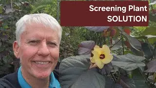 Screening Plant Solution, Red Cottonwood Hibiscus tiliaceus 'Rubra'