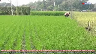 ANTARA KAU DIA DAN AKU !!! MELIHAT HIJAUNYA TANAMAN PADI SELESAI DI GAROK SUBUR DAN TANAH GEMBUR LIV