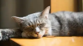 Healing Cat Music 🐱 3-Hour Calm Piano for Deep Sleep & Relaxation