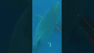 Ultimate Shark Boop Challenge! 🦈👆