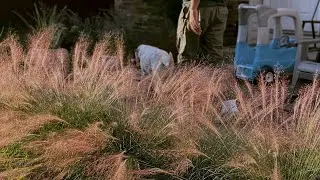 Pink Muhly Grass 1 year old
