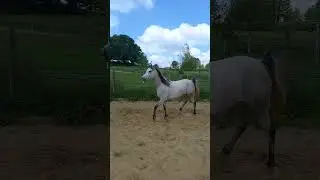 Paard te koop - Mooie arabische merrie van 5 jaar  - equirodi.nl