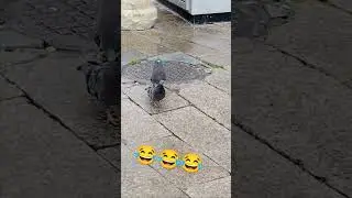 Подожди это я Шамиль 😂😂 #youtube #youtubeshorts #amazing