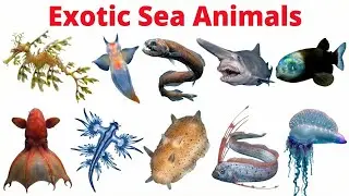 20 Rare Sea Animals Names | Learn Ocean Animals in English | Kids Educational Video