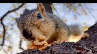 Squirrel Baby Naux returns for a moment in slow motion