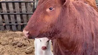 First calf of 2023!  Galloway/Red Angus bull calf.  Let the fun begin.  Alaska beef on the way.