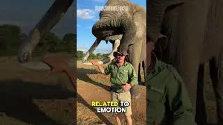 Elephants find humans cute! #shorts