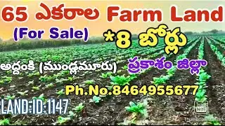 65 ACRES OF FARM LAND FOR SALE. PRAKASAM DT. MUNDLAMURU(AP). PH. NO. 8464955677.LAND:ID:1147