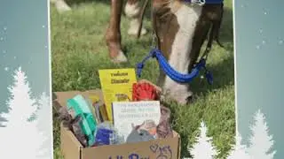 Our December SaddleBox Horses of the Month!