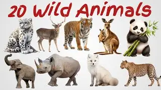 जंगली जानवरों के नाम | 20 Wild Animals Name | janvaron ke naam | Wild Animals