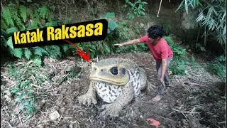 KATAK RAKSASA! Bisa kalian Percaya kalau Melihatnya Secara Langsung