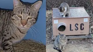 Forest Kittens Survive -10°C Thanks to Houses We Built ❄️Winter Rescue of Homeless and Stray Kittens
