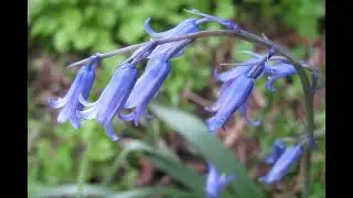 Hyacinthoides Non Scripta