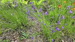 Alaskan Harebell (Campanula alaskana) in a Pollinator Garden