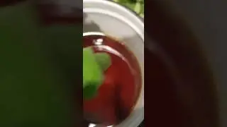 Сироп Рецепт из листьев инжира / Sirup Rezepte aus Feigenbl&auml;tter