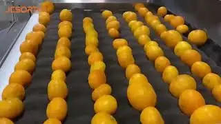 JC SORT Citrus Waxing and Sorting Machine