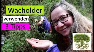 Wacholderbeeren verwenden - 3 M&ouml;glichkeiten aus Wildsammlung oder gekauft