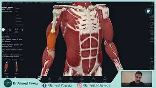 التشريح العام | الفصل الثاني _ العظام والمفاصل - المفاصل 3