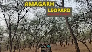 Amagarh Leopard Reserve Forest | Complete Tour Guide of Amagarh Leopard Safari Jaipur
