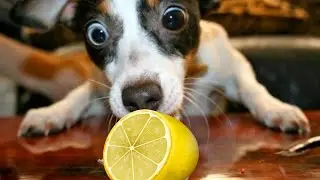 Funny Dogs Reacting To Lemon