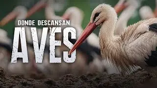 DONDE Descansan las AVES durante la MIGRACI&Oacute;N &middot; Documental de animales