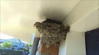 swallow nest build time lapse