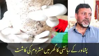Peshawar resident cultivates mushrooms at home #peshawar #mashroom #mashroomcut #agreeculture