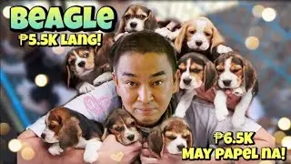Bocaue Pet Market Part 2 |May 05, 2023 l Bocaue, Bulacan