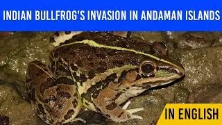 India Bullfrog invasion on Andaman biodiversity, Learn how it is damaging its ecology & economy?