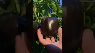 DO YOU GROW CHOCOLATE BELL PEPPER IN YOUR GARDEN? #gardeningvideos #gardeningmakesmehappy #gardening