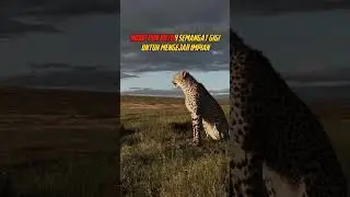 Motivasi Predator Cheetah #quotes #inspirasi #motivasi #katakatabijak #cheetah @ATSQUOTES #trending