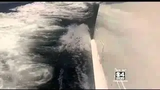Eric Fisher & Danielle Niles Shark Diving WBZ