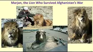Marjan, the Lion Who Survived Afghanistan's War
