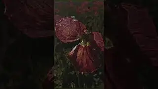 'Pollard Poppies' | Ethereal Light & Ephemeral Beauty of Life | LiGHT WoRLD Day 11  #interiordesign