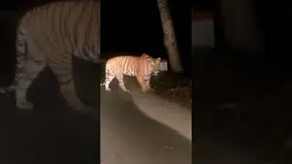 nature wildlife scene, tiger hunting a impala,#shorts